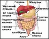 Дисбактериоз